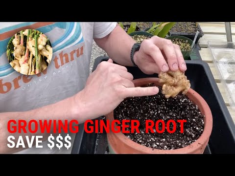 Growing Store-Bought Ginger - QUICK AND EASY!