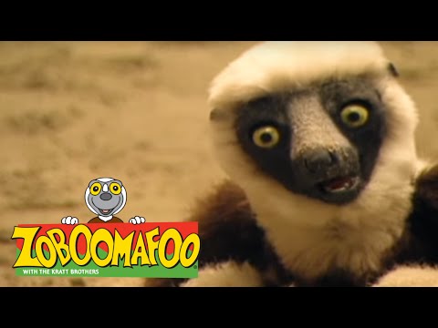 Zoboomafoo 133 - Sand Creatures (Full Episode)