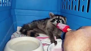 Racoon eats popsicle