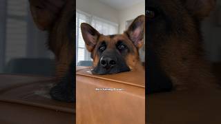 That little puppy head tilt. 😊 #germanshepherd #gsd #dog