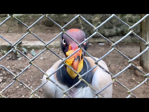 PEREIRA • UKUMARI BIOPARQUE 