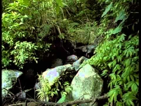 火金姑來作伴_螢火蟲