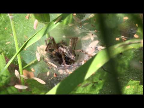 Spinnen bei der Balz