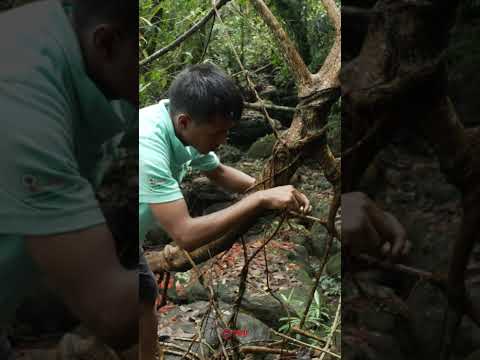 The Living Root Bridge, Meghalaya | A Unique Natural Wonder in Mawlynnong