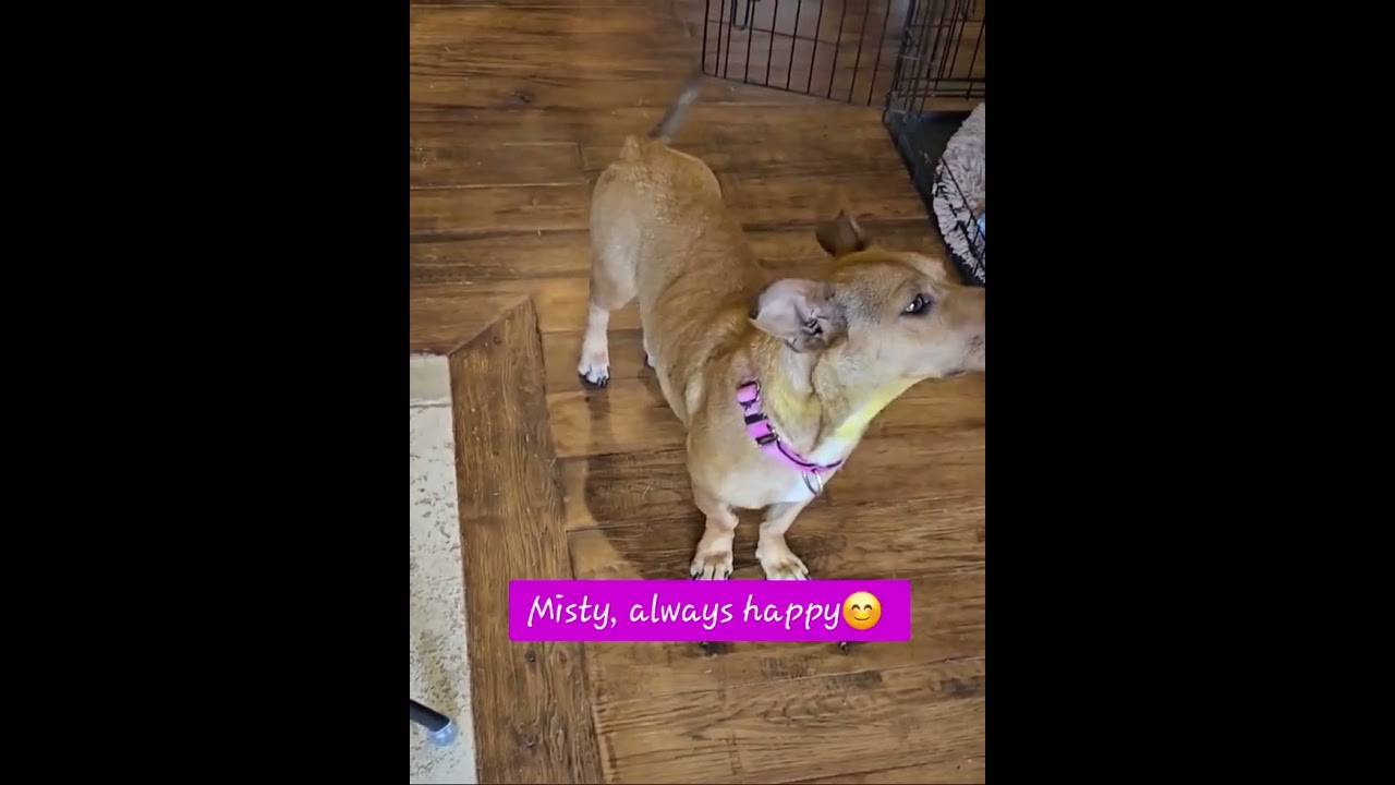 Misty, a Adoptable mixed breed in Evergreen, CO video 4/6