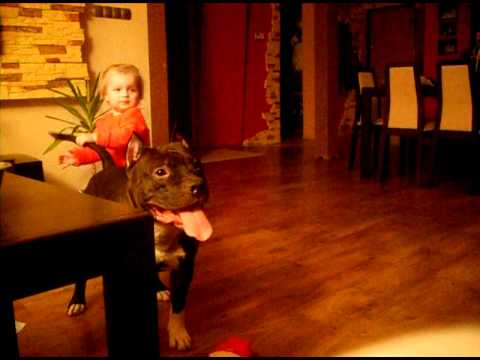 Amstaff - pies agresywny