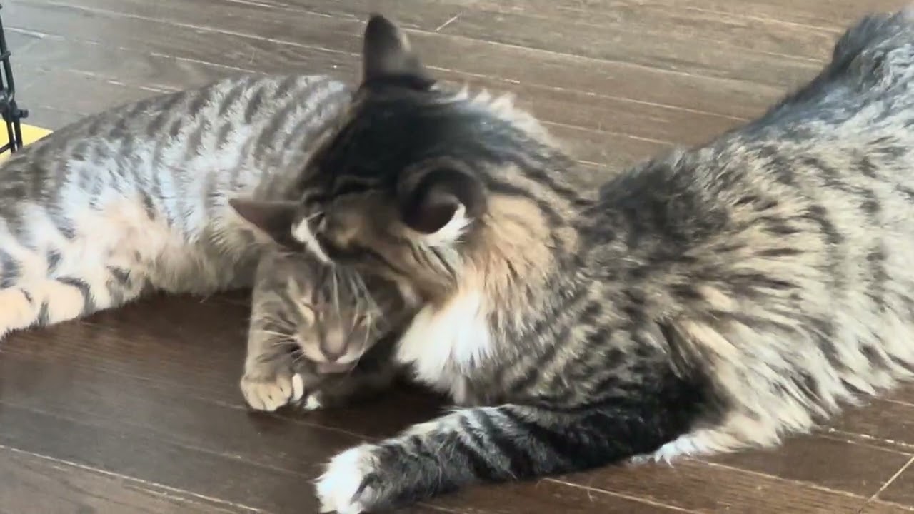 Enlarge Hope, an adopted American Shorthair in North Hollywood, CA video 6/6
