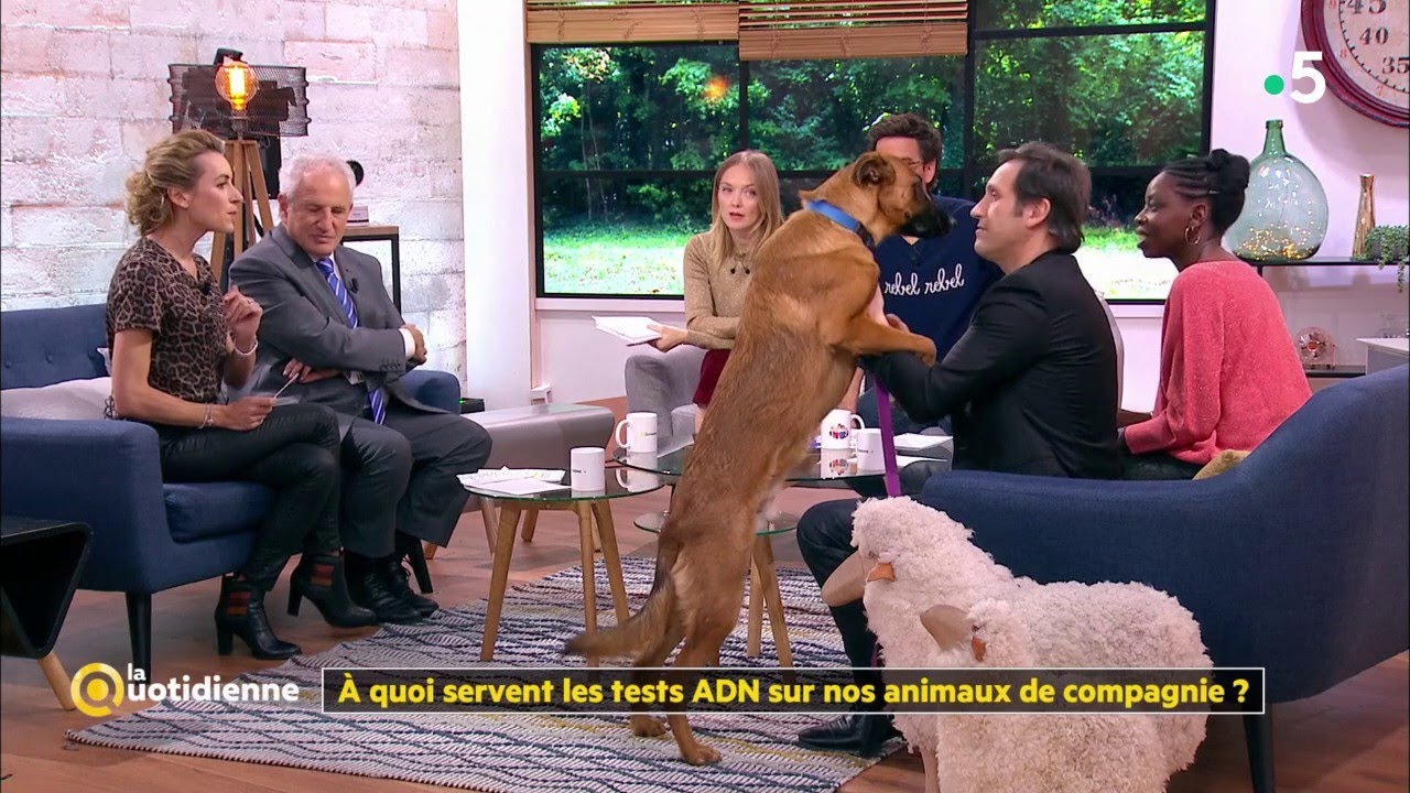 À quoi servent les tests ADN sur nos animaux de compagnie - La Quotidienne