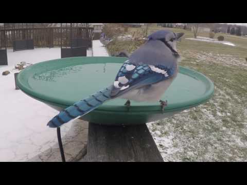 Bluejays drinking water titles 021017