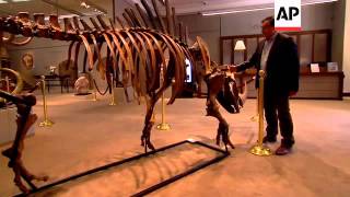 Mammoth sale of pre-historic fossils and skeletons
