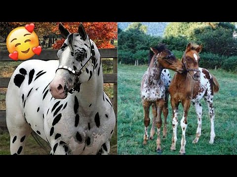 , title : 'Incredible APPALOOSA horses and foals // compilation'