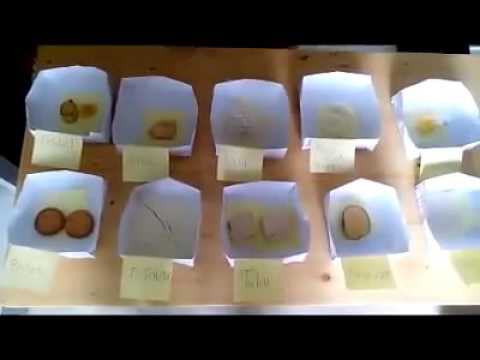 Doa atau diet ritual Roti dari diet gandum tumbuh