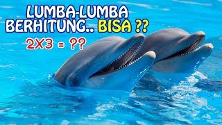 Download lagu Video Lucu Lumba lumba JOGET dan Berhitung. Dolphin Show mp3 Download lagu Video Lucu Lumba lumba JOGET dan Berhitung. Dolphin Show mp3