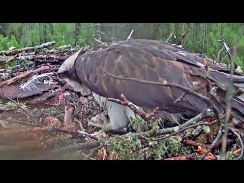 Kalakotkas 2~Finally fish by Ivo!  Iiris is eating and feeding her chick~1:11 PM 2021/05/23