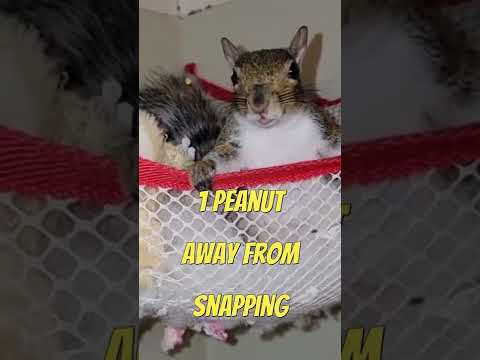 Squirrel Sounds - 🐿️🔊🐿️