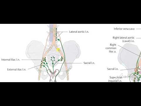 Male reproductive system