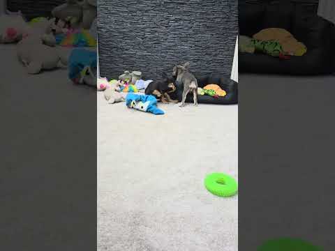 Video 3