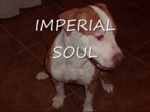 Imperial Soul, The Prayer (Live )