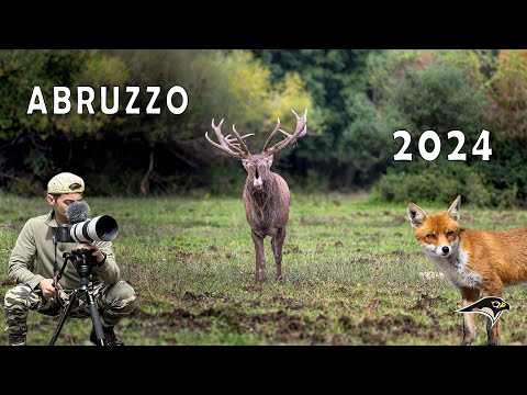 ABRUZZO: il mio Viaggio tra Cervi, Lupi, Cinghiali e Volpi