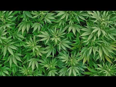 Music of the plants - CANNABIS - 432 Hz