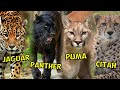 JAGUAR PANTHER PUMA CHEETAH ARE THEY THE SAME OR DIFFERENT