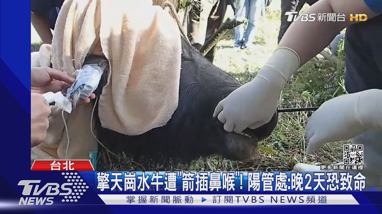 擎天崗水牛遭「箭插鼻喉」! 陽管處:晚2天恐致命