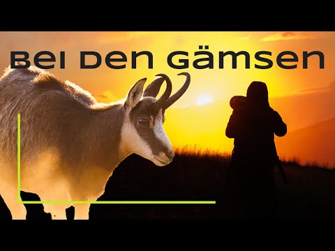 Fünf Tage in den Bergen - Wildlifephotography