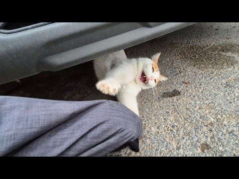 Touching a psychopathic orange cat without gloves is very dangerous  it scratches and bites. 