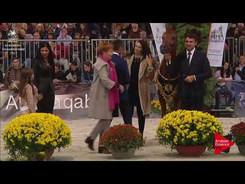 ORO N.120 AJ NORAH - Verona 2017 - Yearling Fillies Championship (Class 13)