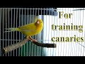 For training Canary singing, Russian singer canary singing Canto de canario, bird sounds