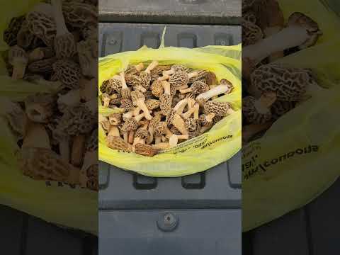 Morel Mushrooms aka Dry Land Fish #morelmushrooms
