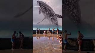 Download lagu Melihat ikan paus terbesar di dunia #shorts mp3 Download lagu Melihat ikan paus terbesar di dunia #shorts mp3