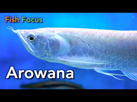 Watch Video on YouTube