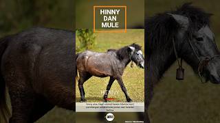 Download lagu dua jenis hewan Baru hasil perkembangbiakan silang kuda dan keledai mp3 Download lagu dua jenis hewan Baru hasil perkembangbiakan silang kuda dan keledai mp3