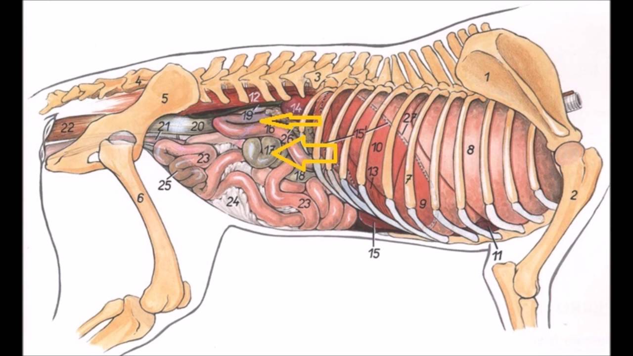 topografía abdominal