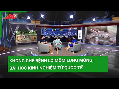 Khống chế bệnh lở mồm long móng, bài học kinh nghiệm từ quốc tế