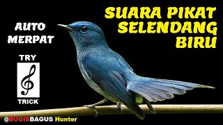 Download lagu Suara Pikat Selendang Biru, Burung Auto Merapat Try Trick mp3