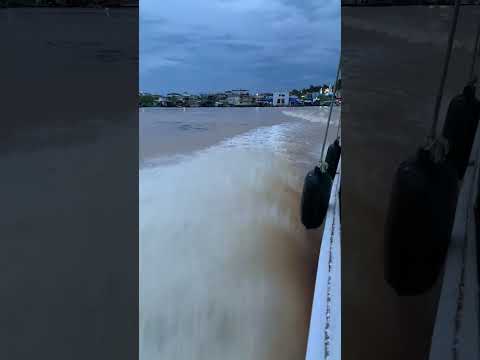 Pauiní amazonas! Expresso para boca do Acre #amazônia #paz #fazenda #caminhoparaumavidamelhor #sitio