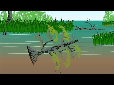 Thumbnail for Krantz Buried Cypress Video - The Oldest Cypress for sale in world by cypress