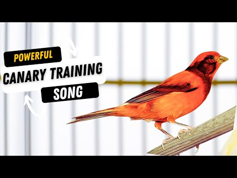 Canary sings first after molting - Canary training song - Spanish Timbrado