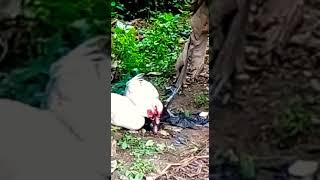 Download lagu PERKAWINAN SILANG SILANG AYAM KAMPUNG DAN BEBEK (ENTOK) mp3
