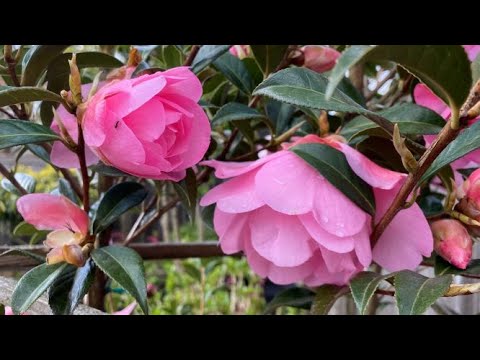 Camellia “Taylor's Perfection" A Month Of Blooms - April, 2022