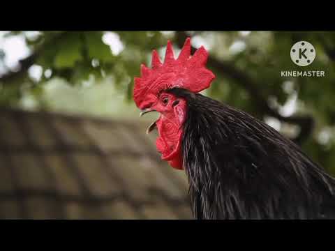 Most beautiful roosters crowing compilation - Comparison with crowing roosters examples