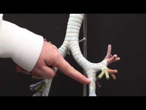 bronchial tree model