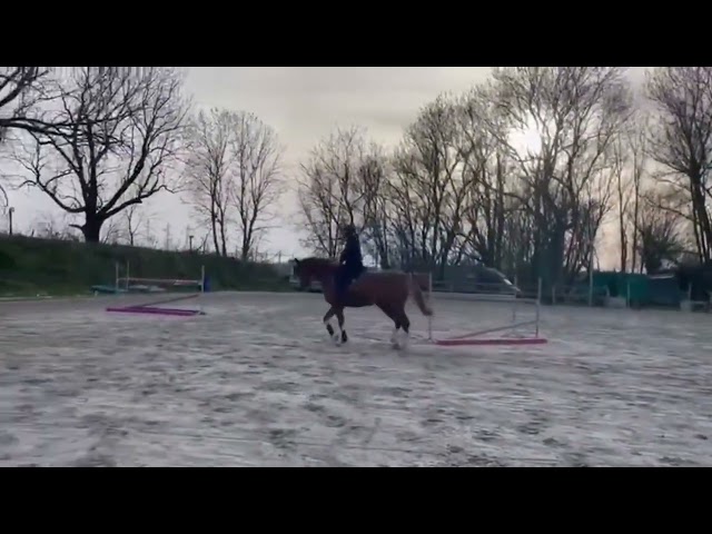  INVICTUS DU CHAVANON Selle Fran&ccedil;ais &ndash; Hongre &ndash; 2018 