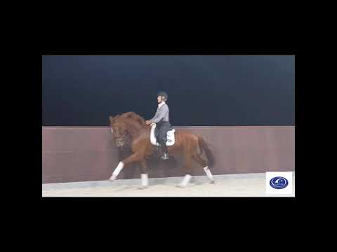 OEH Filly Chili  Sezuan   Rotspon   Calypso II  23 07 2019