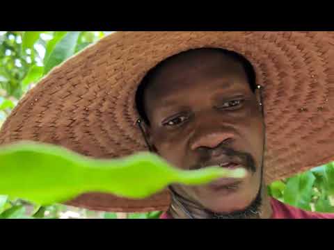 Odd shaped fruit ( IS THIS Lemon 🍋 Zest)