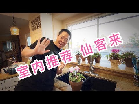 室內花卉