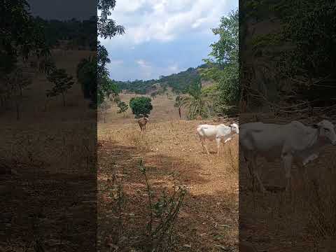 Chácara a venda Buriti de Goiás vendas abertas para você c.f 26018 T 62 99330.9873