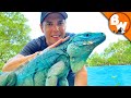 Blue Iguana Fights Extinction and Wins!
